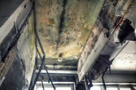 Best Emergency Mold Remediation in Singac, NJ